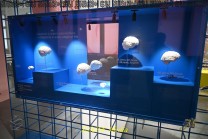 mehrere Gehirne in der blau beleuchteten Vitrine (Bild: Natalia Siedler)