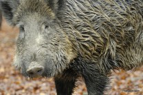 Wildschwein - Schwarzwild (Bild: Reinald Döring)