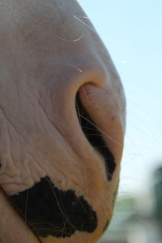 Nahaufnahme eines Pferdes, die die besondere Struktur und Nähe zwischen Mensch und Tier zeigt.